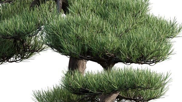 Pine bonsai GrowFX
