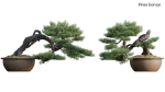 Pine bonsai GrowFX