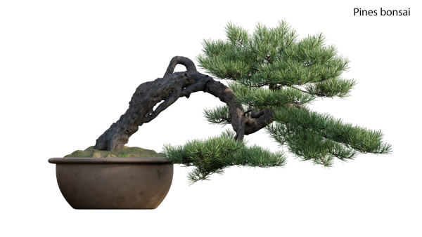Pine bonsai GrowFX