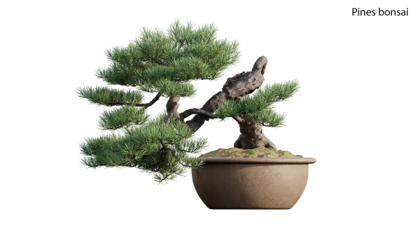 Pine bonsai GrowFX