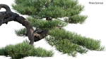 Pine bonsai GrowFX