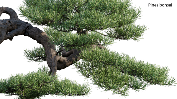 Pine bonsai GrowFX