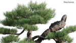 Pine bonsai GrowFX