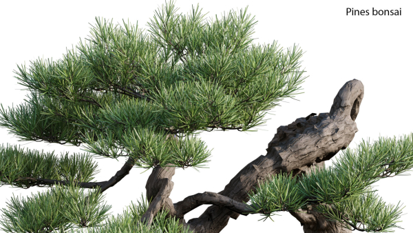 Pine bonsai GrowFX