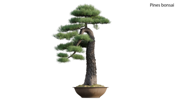 Pine bonsai GrowFX