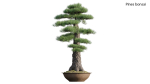 Pine bonsai GrowFX
