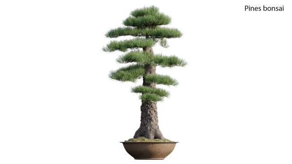 Pine bonsai GrowFX