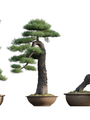 Pine bonsai GrowFX