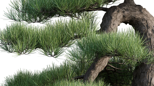 Pine bonsai GrowFX