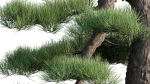 Pine bonsai GrowFX
