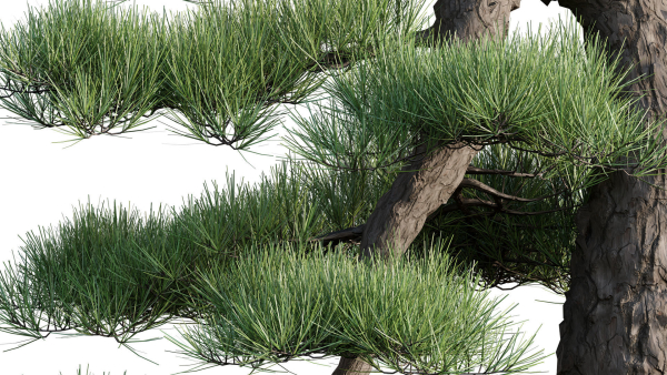 Pine bonsai GrowFX