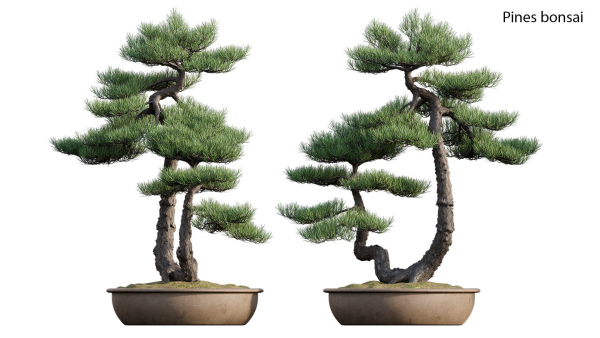 Pine bonsai GrowFX