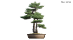 Pine bonsai GrowFX
