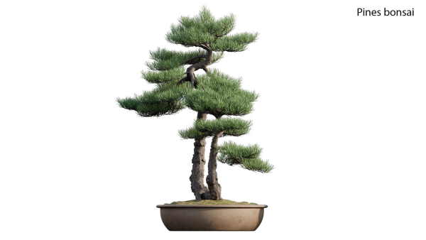 Pine bonsai GrowFX