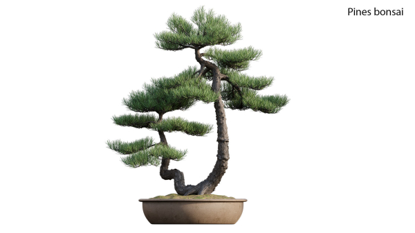 Pine bonsai GrowFX