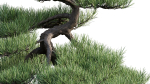 Pine bonsai GrowFX