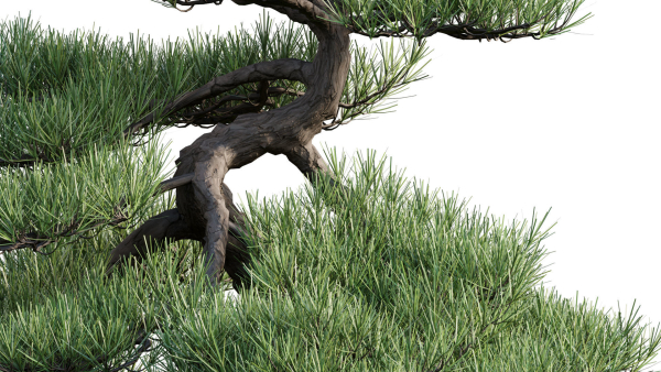 Pine bonsai GrowFX