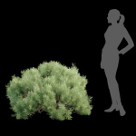 Pine bushes collection vol 255-3dsmax-Blender