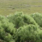 Pine bushes collection vol 255-3dsmax-Blender