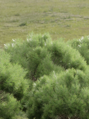 pine-bushes-collection-vol-255-3dsmax-blender-3d-model-1572094643