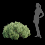 Pine bushes collection vol 255-3dsmax-Blender