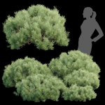 Pine bushes collection vol 255-3dsmax-Blender