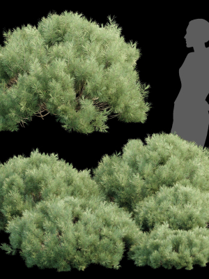 Pine bushes collection vol 255-3dsmax-Blender