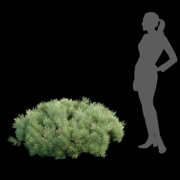 Pine bushes collection vol 255-3dsmax-Blender
