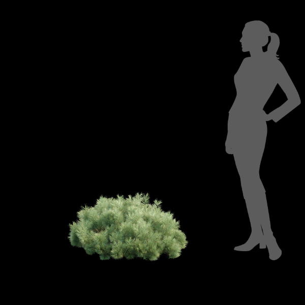 Pine bushes collection vol 255-3dsmax-Blender