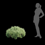 Pine bushes collection vol 255-3dsmax-Blender