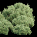 Pine bushes collection vol 255-3dsmax-Blender