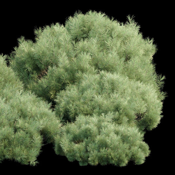 Pine bushes collection vol 255-3dsmax-Blender
