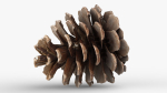 Pine cone 3d model with LODs
