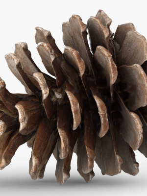 pine-cone-3d-model-with-lods-3d-model-low-poly-obj-fbx