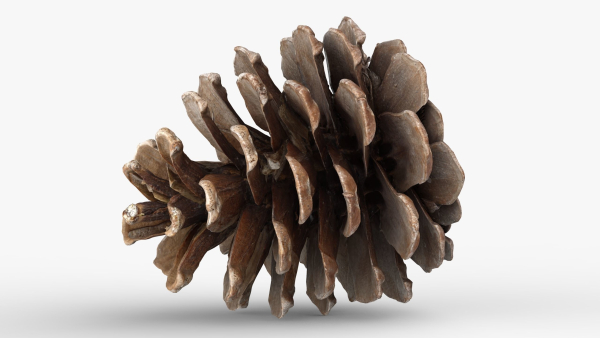 Pine cone 3d model with LODs