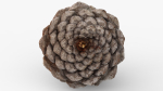 Pine cone 3d model with LODs