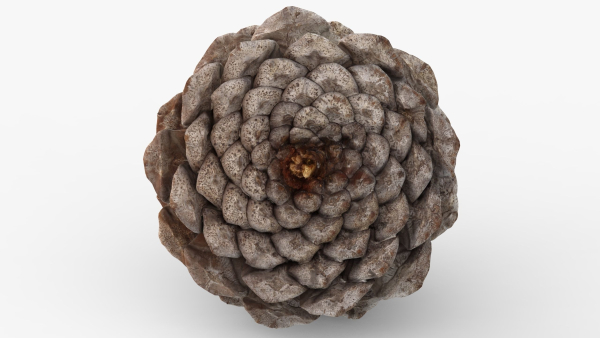 Pine cone 3d model with LODs