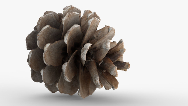 Pine cone 3d model with LODs