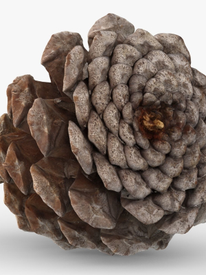 Pine cone 3d model with LODs