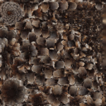 Pine cone 3d model with LODs
