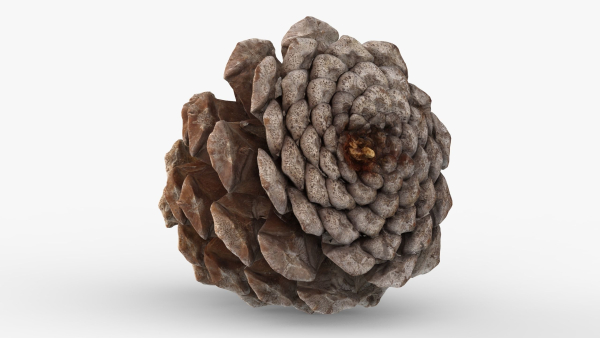 Pine cone 3d model with LODs