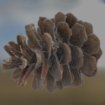 Pine cone 3d model with LODs