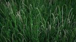 Pine Forest 3d Scene