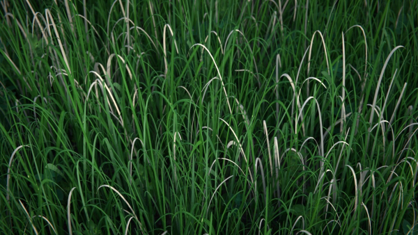 Pine Forest 3d Scene