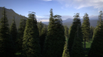 Pine Forest 3d Scene