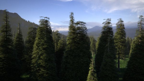 Pine Forest 3d Scene
