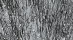 Pine Forest 3d Scene