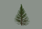 Pine Tree