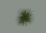 Pine Tree