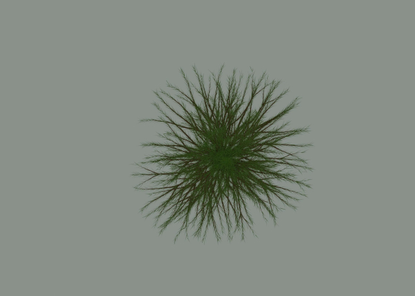 Pine Tree